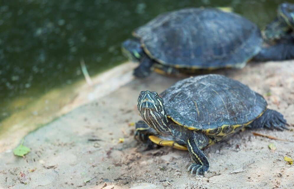 taimai turtle
